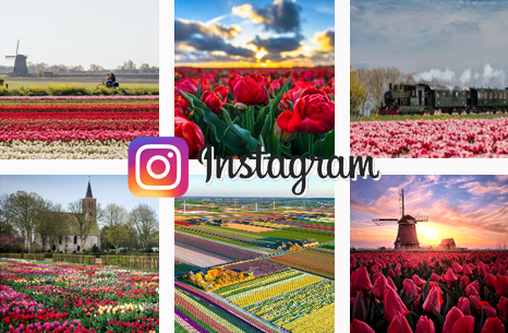 Instagram-TulipFieldTour.png